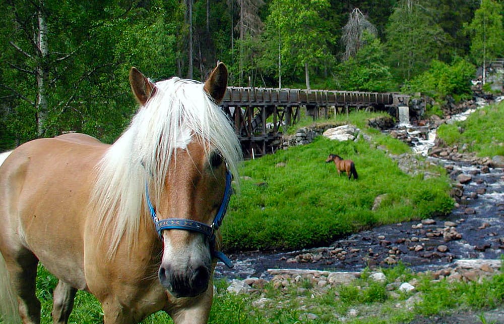 Stöd för landsbyggdsytveckling